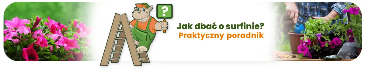 Jak dbać o surfinie? Praktyczny poradnik